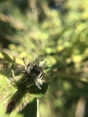 Anthophora walshii