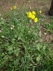 Crepis vesicaria