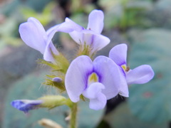 Neustanthus phaseoloides