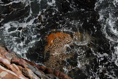 Scutellastra cochlear