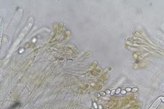 Perilachnea hemisphaerioides