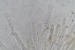 Perilachnea hemisphaerioides