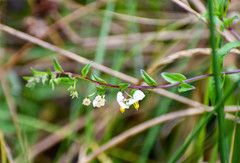 Alonsoa meridionalis