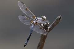 Libellula composita