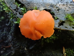 Pulvinula archeri