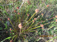 Juncus caespiticius