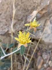 Mentzelia oreophila