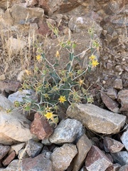 Mentzelia oreophila