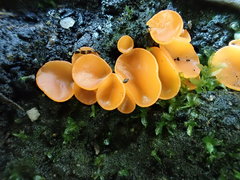 Pulvinula archeri