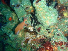 Chirodactylus brachydactylus