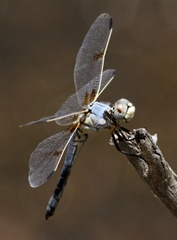Libellula composita