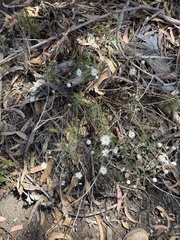 Malacothrix saxatilis implicata