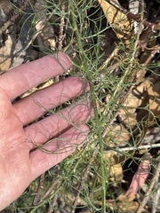 Malacothrix saxatilis implicata