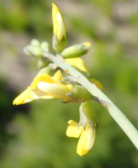 Lebeckia gracilis