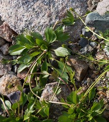 Ranunculus altaicus
