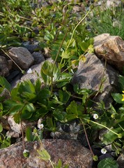 Ranunculus altaicus