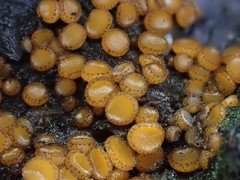 Anthracobia muelleri