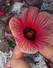 Hibiscus acetosella