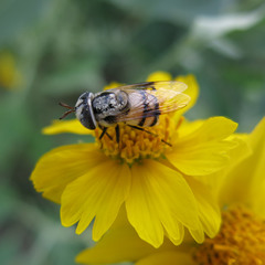 Copestylum fornax
