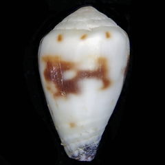 Conus sponsalis