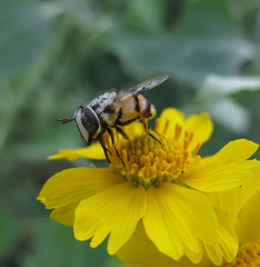Copestylum fornax