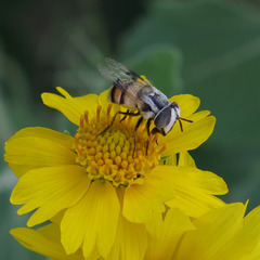 Copestylum fornax