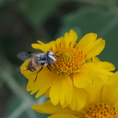 Copestylum fornax