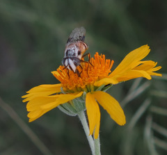 Copestylum fornax