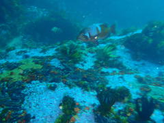 Chrysoblephus laticeps