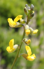 Lebeckia gracilis