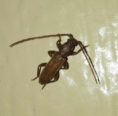 Geropa concolor