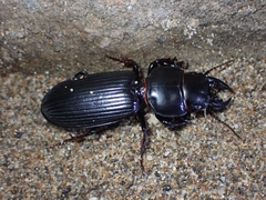 Scarites sulcatus