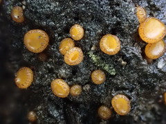 Anthracobia muelleri