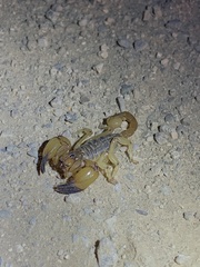 Anuroctonus phaiodactylus