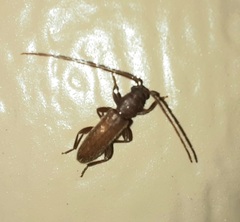 Geropa concolor