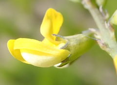 Lebeckia gracilis