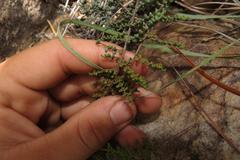 Cheilanthes parviloba