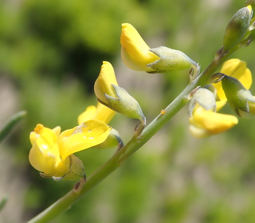 Image of Lebeckia gracilis by (c) Nicola van Berkel, some rights reserved (CC BY-SA)
