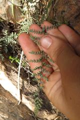 Cheilanthes parviloba