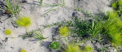 Rhynchosia leucoscias