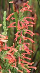 Erica curviflora curviflora