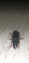 Carabidae