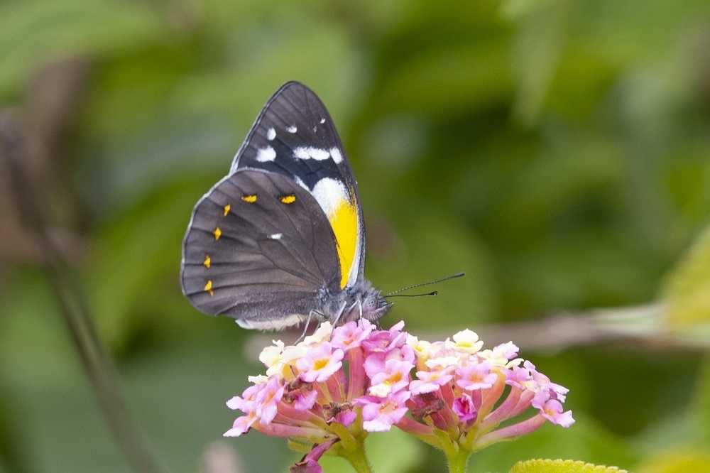 Yellow-spotted Jezebel