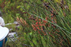 Erica curviflora curviflora