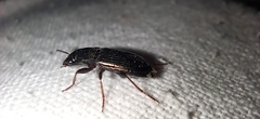 Carabidae