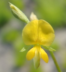 Rhynchosia leucoscias