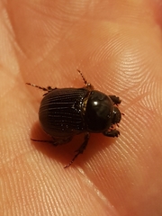 Adoryphorus coulonii