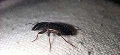 Carabidae
