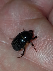 Adoryphorus coulonii