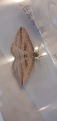 Orthonama vittata